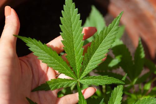 Thailands Medien über die Cannabis Legalisierung in Deutschland - Die thailändische Medienlandschaft blickt intensiv auf die Legalisierung in Deutschland Bild Thailands Medien über die Cannabis Legalisierung in Deutschland