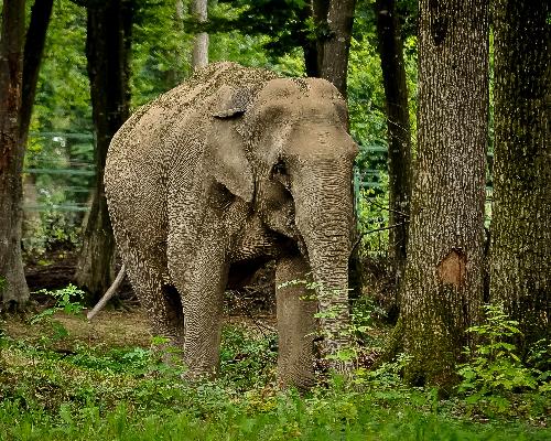 Tierschutz und Besuchersicherheit: Nationalpark setzt neue Standards - Reisenews Thailand - Bild 1