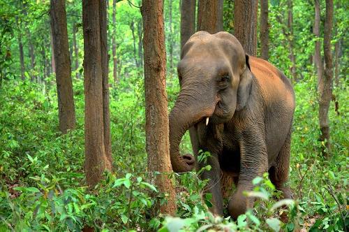 Tdliche Elefantenangriffe in Thailand nehmen zu Thailand