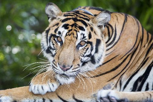 Bild Tourist in Phuket von Tiger im Tiger-Kingdom attackiert