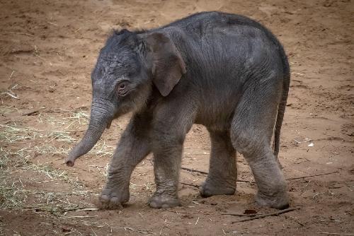 Bild Verlorenes Elefantenkalb findet neue Familie in Chiang Mai