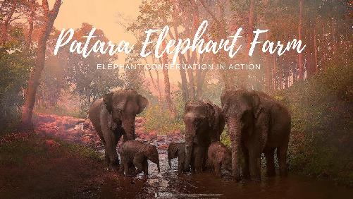 Verlorenes Elefantenkalb findet neue Familie in Chiang Mai - Reisenews Thailand - Bild 2