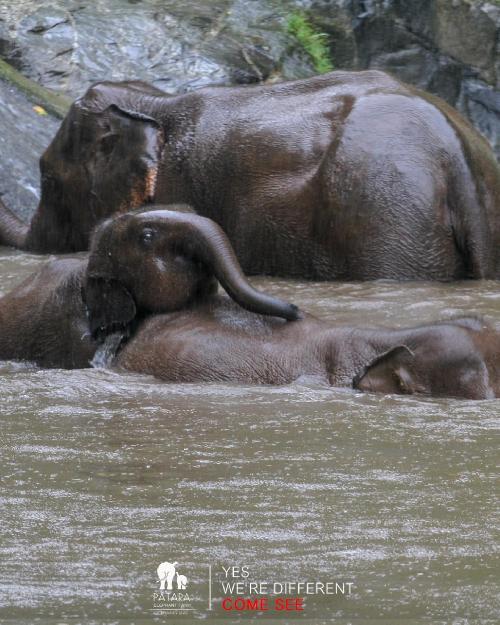Picture:Thanks to Patara Elephant Farm - https://www.facebook.com/pataraelephantfarmchiangmai/