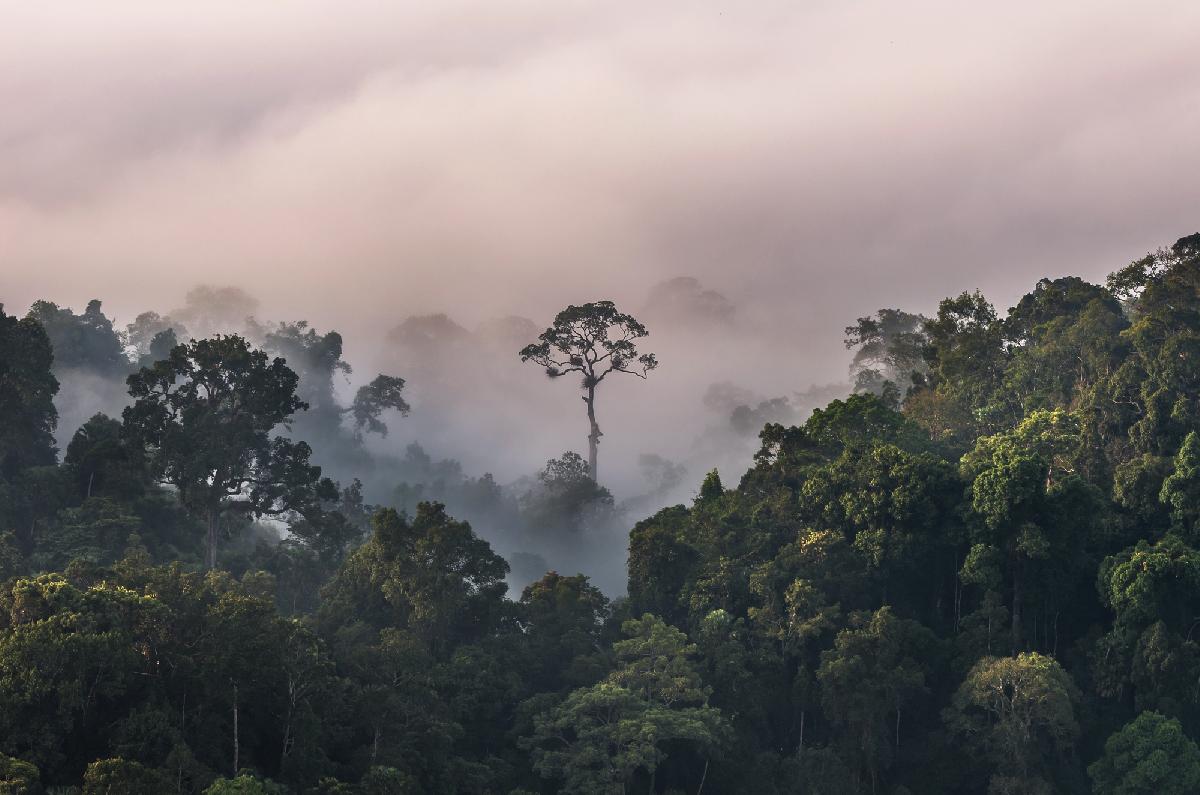 Vom Dorfteich zur Weltsensation - Riesensaurier in Thailand entdeckt - Saurus Nagatitan - 27 Meter lang und so schwer wie neun Elefanten Symbolfoto 5
