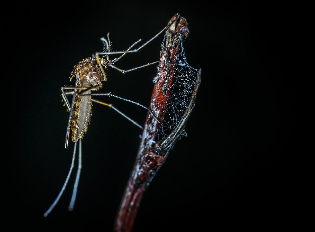 Warnung vor Dengue-Fieber - In der Regenzeit ist Mückenschutz noch wichtiger - Achtung mit Medikamenten Bild 1