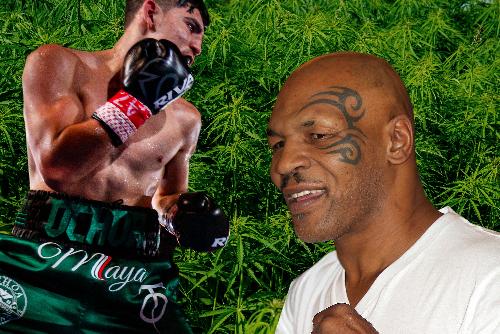 Bild Weed Boxing Championship von Mike Tyson auf Samui