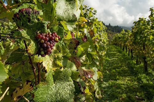 Bild Weinbau in den Tropen - Thailand