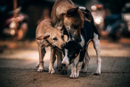 Wenig erfolgreiche Aktion gegen steunende Hunde - Reisenews Thailand - Bild 1