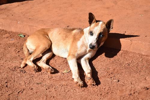 Wenig erfolgreiche Aktion gegen steunende Hunde - Reisenews Thailand - Bild 2