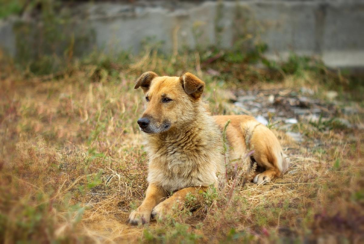 Wenig erfolgreiche Aktion gegen steunende Hunde - Phuket Strassenhunde werden immer mehr zum Ärgernis und zur Gefahr Bild 1