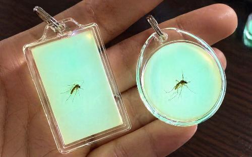 Bild Wenn der gepl�ttete Moskito zum Gesch�ftsmodell wird