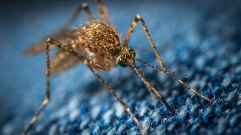 Wieder mehr Erkrankungen an Dengue-Fieber - Reisenews Thailand - Bild 1