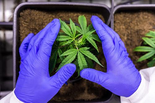 Wiedereinführung des Cannabis-Verbotes unsicher - Das Versprechen den Freizeitgebrauch zu stoppen steht auf wackligen Füssen Bild Wiedereinführung des Cannabis-Verbotes unsicher