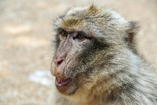 Bild Wilder Affenangriff bei der Pinkelpause