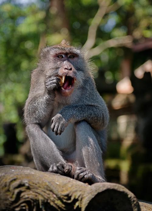 Wilder Affenangriff bei der Pinkelpause - Reisenews Thailand - Bild 2