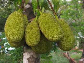 Bild Wunderfrucht Jackfruit - Frucht als Fleischersatz