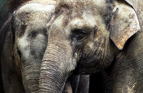 Zahl der Elefantenangriffe auf Menschen steigt - Reisenews Thailand - Bild 1