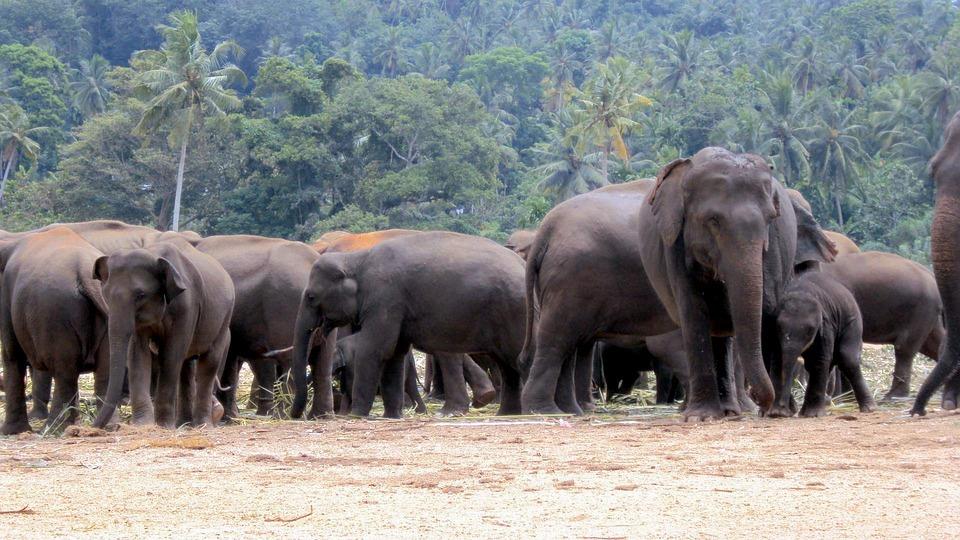Zahl der Elefantenangriffe auf Menschen steigt - Elefanten töten 135 und verletzen 116 Einwohner in 6 Jahren Bild 1