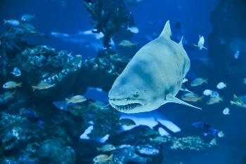 Zoom Aquaria Phuket Sehenswertes Phuket - 1