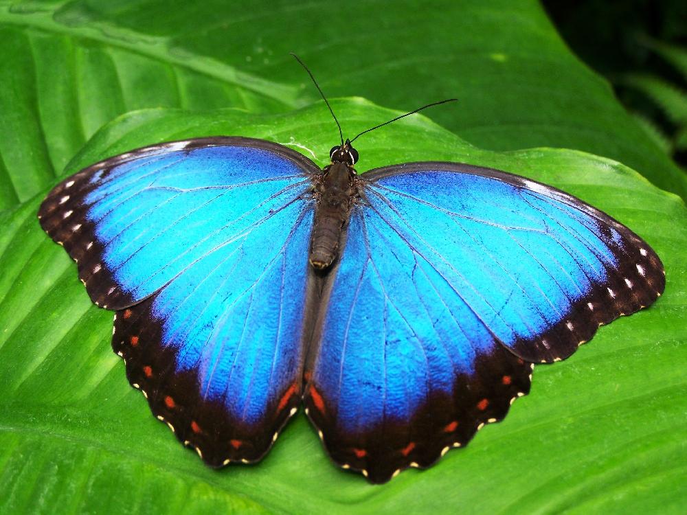 Na Thian Butterfly Garden