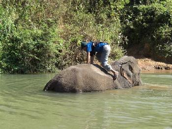 Zoom Elefanten waschen in Chiang Mai