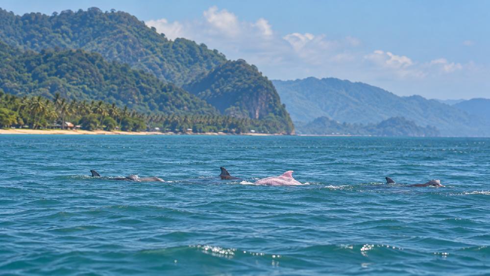 Khanom Koh Samui 0
