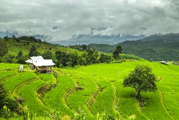 Reisterrassen Chiang Mai - Die bezaubernden Reisterrassen von Pa Pong Pieng