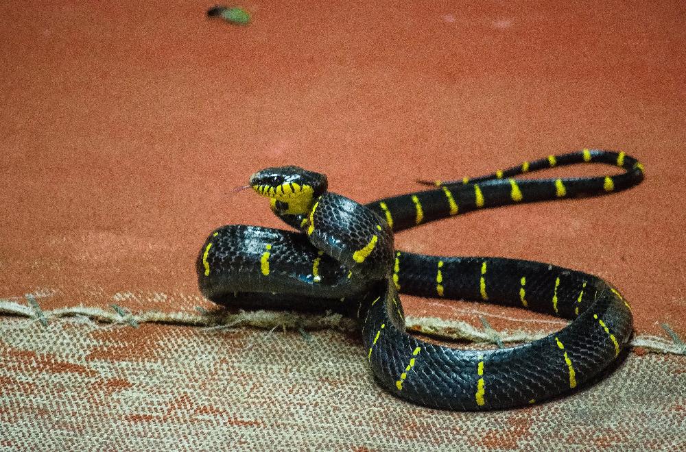 Schlangenfarm Phuket - Snake Farm Phuket - mehr als nur Gänsehaut!