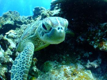 Zoom Wasserschildkrte bei Koh Racha Phuket