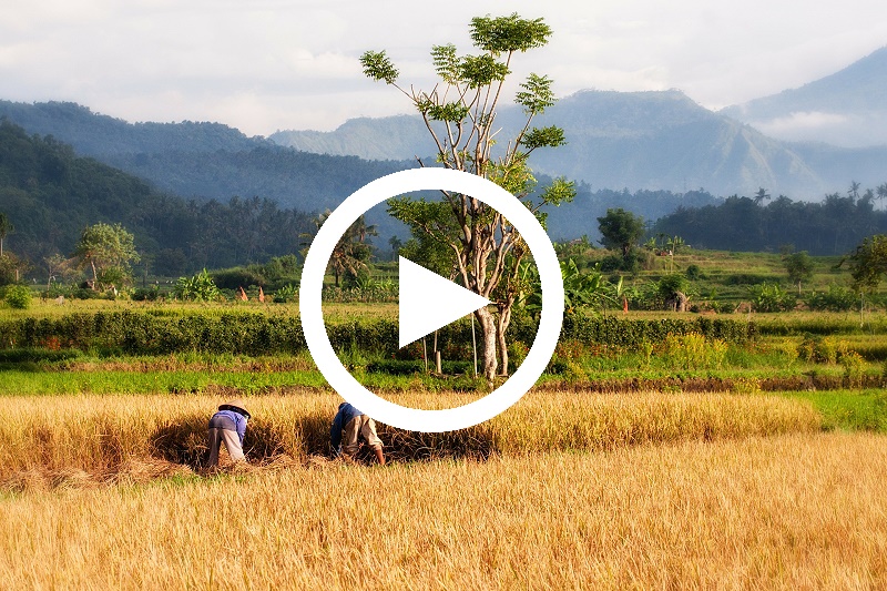 Video Fair handeln Reis aus Thailand abspielen