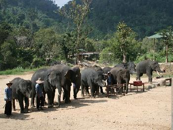 Maetaman Elephant Park - Bild 6