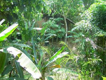 Wandern und Elefantentrek - Khao Sok - Bild 10