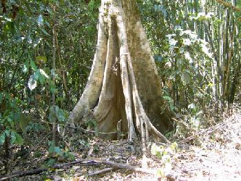 Wandern und Elefantentrek - Khao Sok - Bild 14