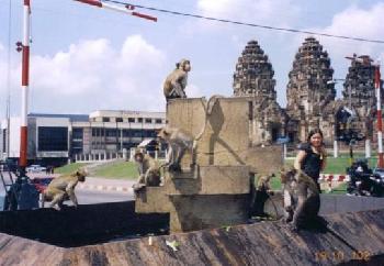 Lopburi-die Affenstadt