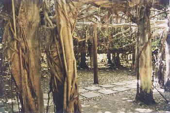 Banyan Tree