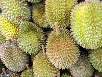 Bild Die Durian - Königin des Geschmacks und Gestanks
