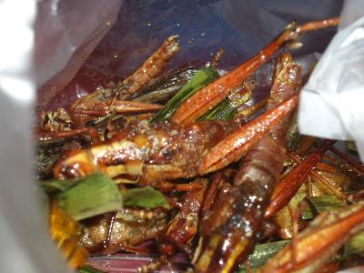Bild Insekten essen in Thailand