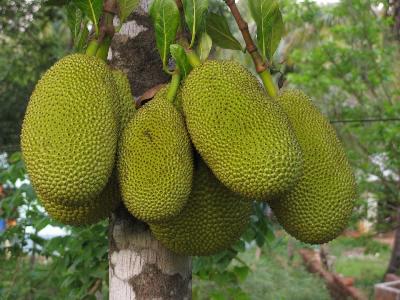 Bild Wunderfrucht Jackfruit - Frucht als Fleischersatz