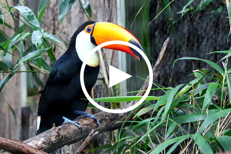 Tucan - Nashornvogel - Play Video