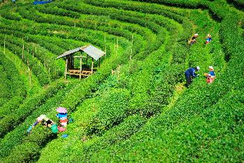 Bild Araksa-Teeplantage und Teeverkostung - Chiang Mai