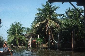 Bangkok auf eigene Faust - TukTuks und Chao Phraya Boote - Bangkok