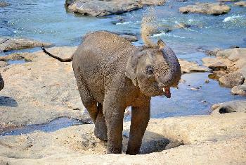 Bild Elefanten-Dschungel-Schutzgebiet - Pattaya