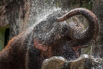 Elefanten-Pflege im Elephant Retirement Park - Chiang Mai