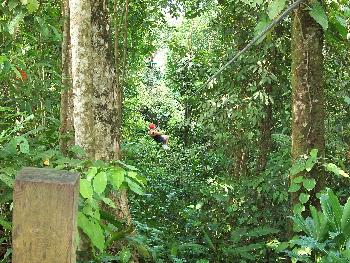 Bild Zip Line Eco Adventure inkl. Mittagessen - Pattaya