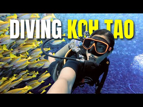 Video Diving Koh Tao 2025