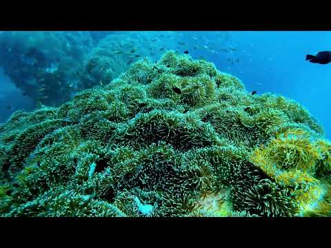 Video Scuba Diving Chumphon Pinnacle