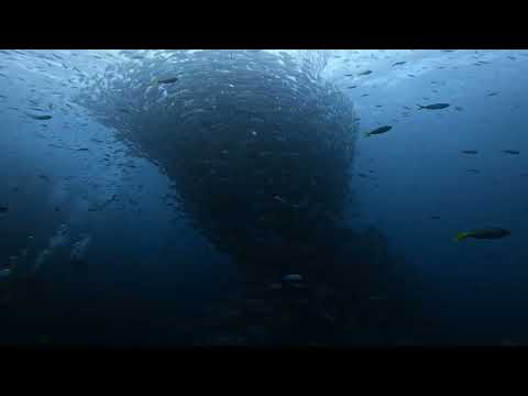 Video Scuba Diving Koh Tao Sail Rock