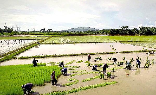 Video Die Reisfelder rund um Chiang Mai