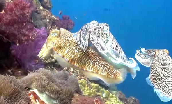 Video Tolles Tauchvideo Similans