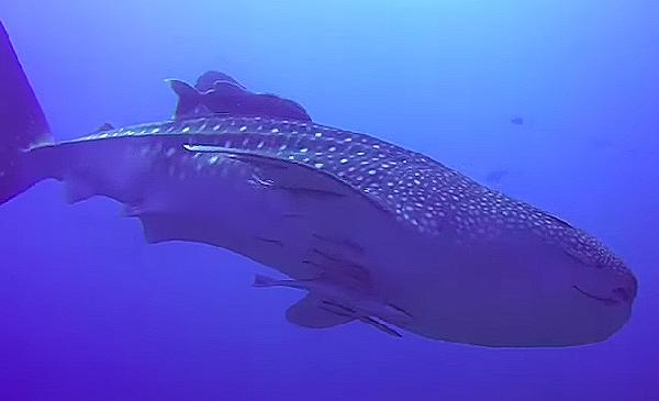 Video Tauchen mit Mantas und Walhaien